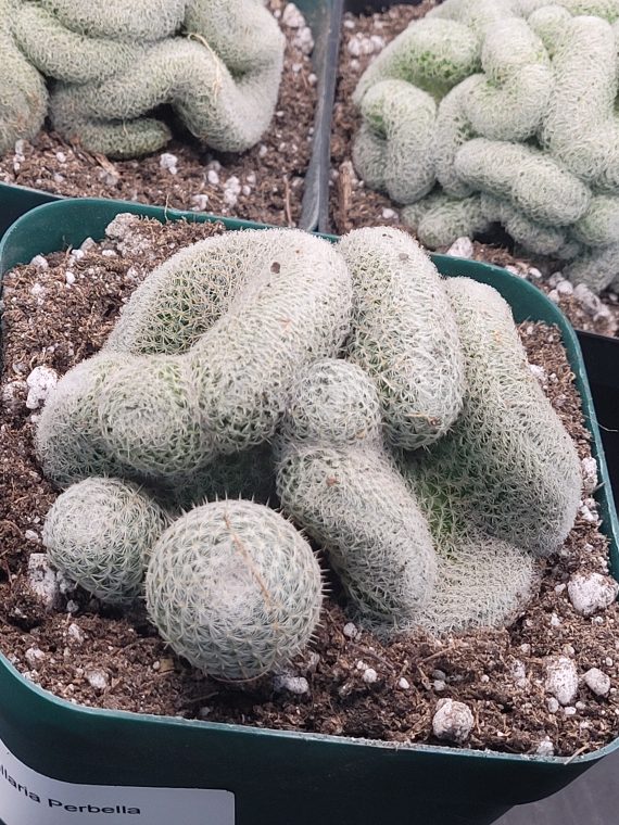 🧠 Mammillaria Microthele Perbella "Brain Cactus" - Image 6
