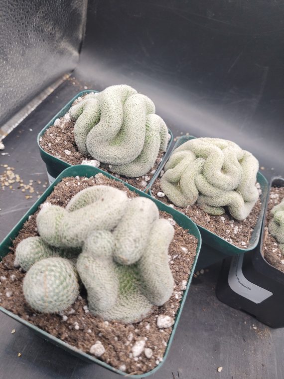 🧠 Mammillaria Microthele Perbella "Brain Cactus" - Image 7
