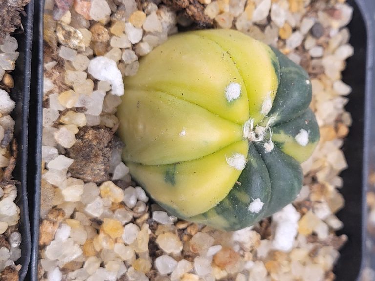 🌟 Astrophytum Asterias (Variegated) – 2" Pot - Image 2