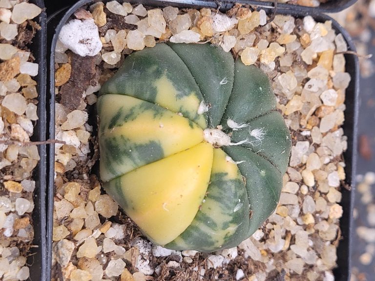 🌟 Astrophytum Asterias (Variegated) – 2" Pot - Image 3