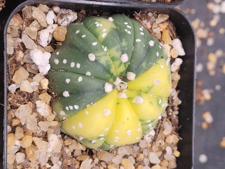🌟 Astrophytum Asterias (Variegated) – 2" Pot - Image 4