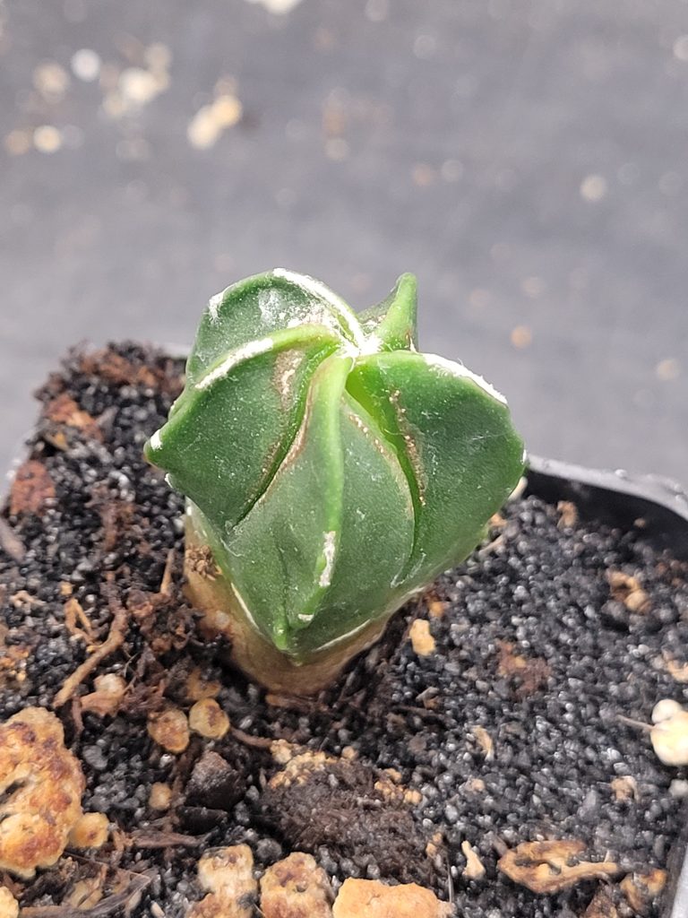 🌟 Astrophytum Myriostigma – Set of 3 (1–1.5" Tall)