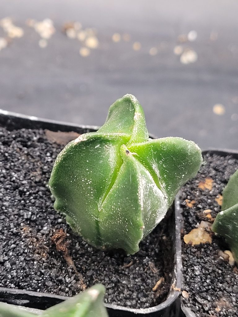 🌟 Astrophytum Myriostigma – Set of 3 (1–1.5" Tall) - Image 2