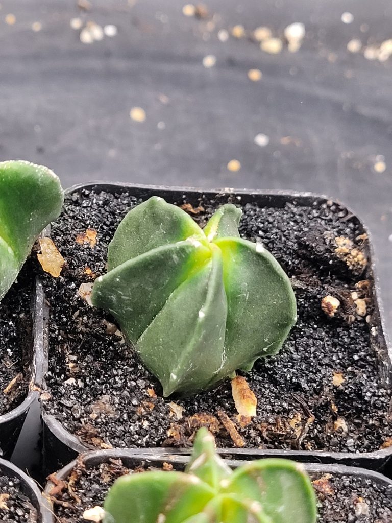 🌟 Astrophytum Myriostigma – Set of 3 (1–1.5" Tall) - Image 8