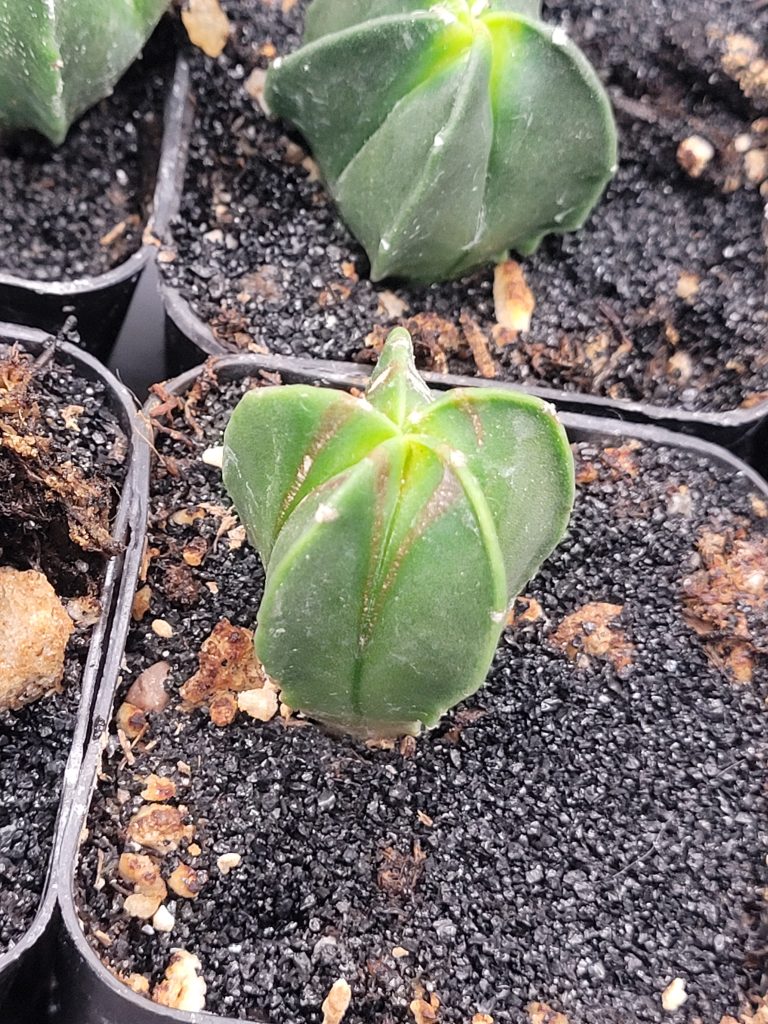 🌟 Astrophytum Myriostigma – Set of 3 (1–1.5" Tall) - Image 7