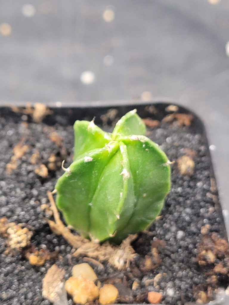 🌟 Astrophytum Myriostigma – Set of 3 (1–1.5" Tall) - Image 6