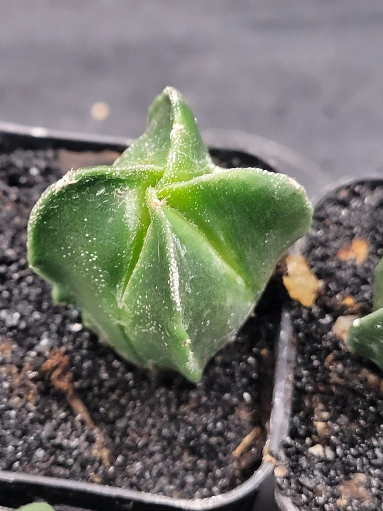 🌟 Astrophytum Myriostigma – Set of 3 (1–1.5" Tall) - Image 5