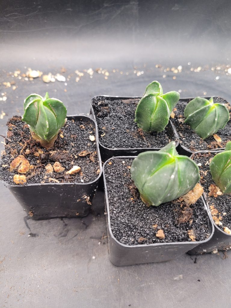 🌟 Astrophytum Myriostigma – Set of 3 (1–1.5" Tall) - Image 4