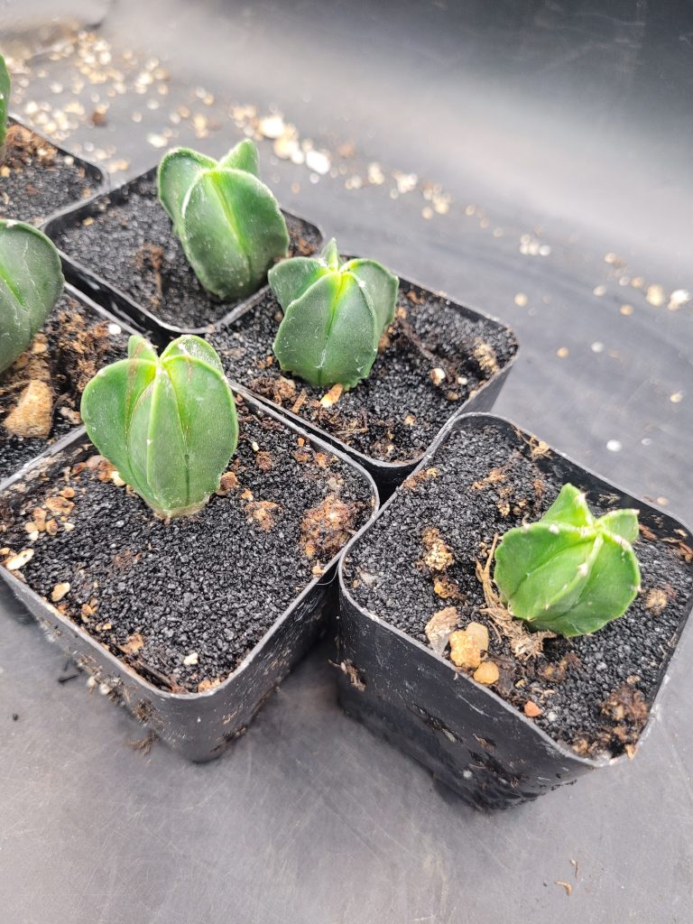 🌟 Astrophytum Myriostigma – Set of 3 (1–1.5" Tall) - Image 3