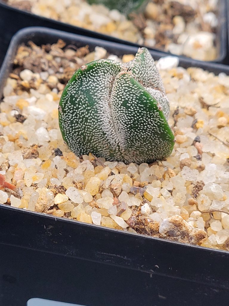 🌟 Astrophytum Myriostigma – 3-Rib Form - Image 6