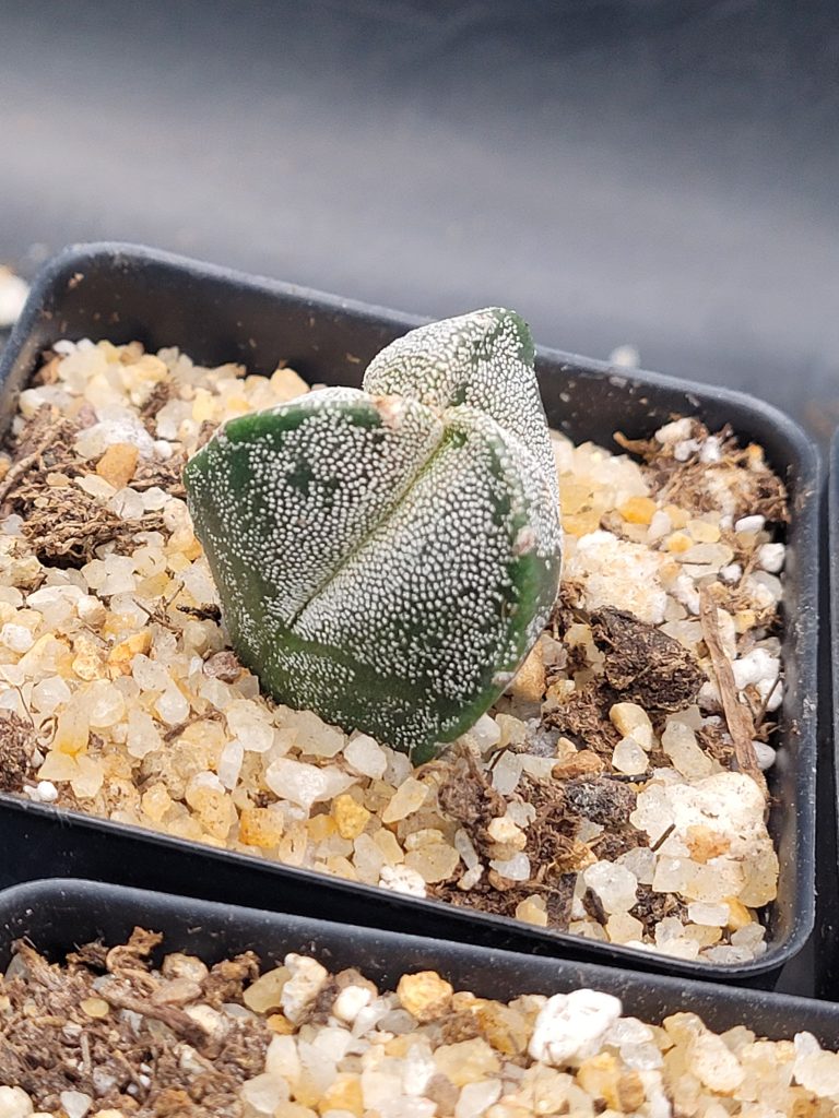 🌟 Astrophytum Myriostigma – 3-Rib Form - Image 5