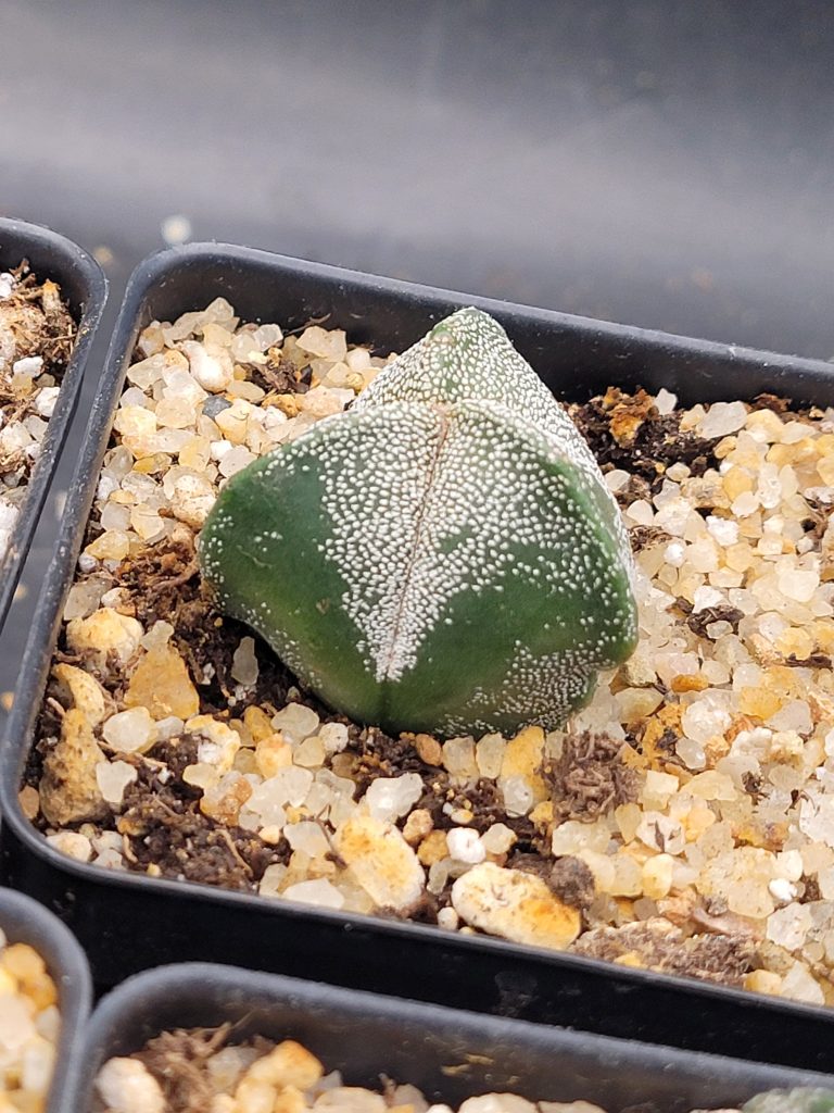 🌟 Astrophytum Myriostigma – 3-Rib Form - Image 4