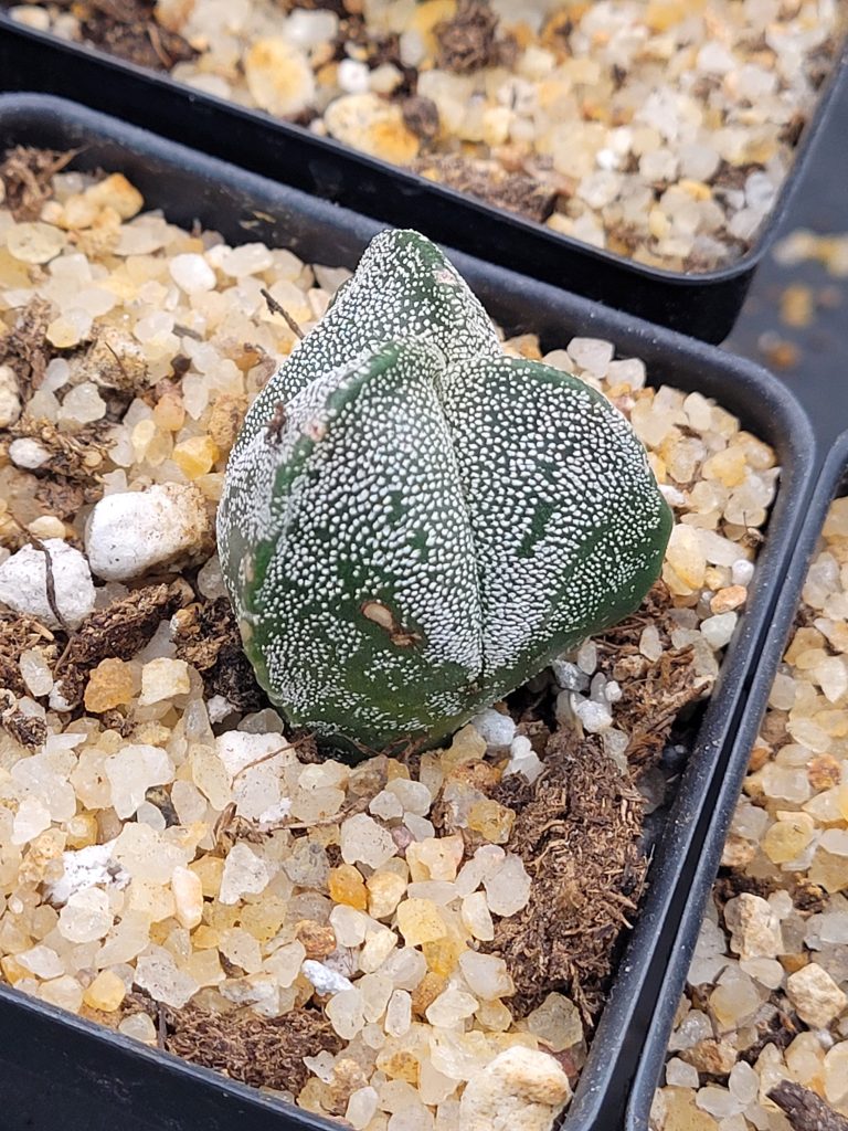 🌟 Astrophytum Myriostigma – 3-Rib Form - Image 3