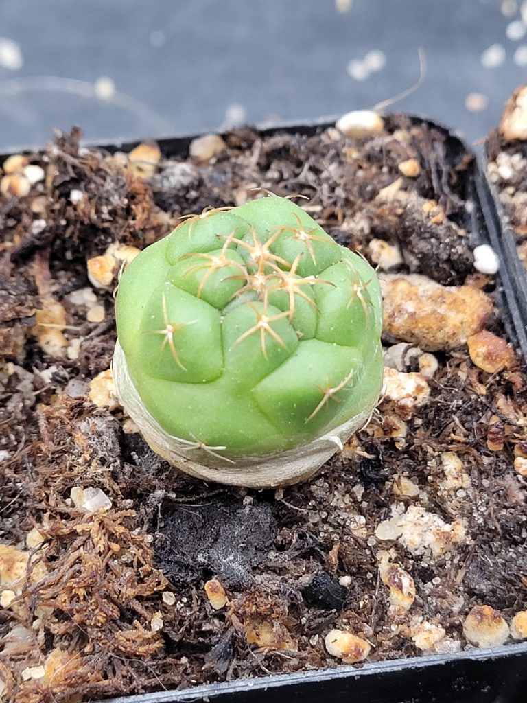 🐘 Coryphantha Elephantidens Cactus - Image 2
