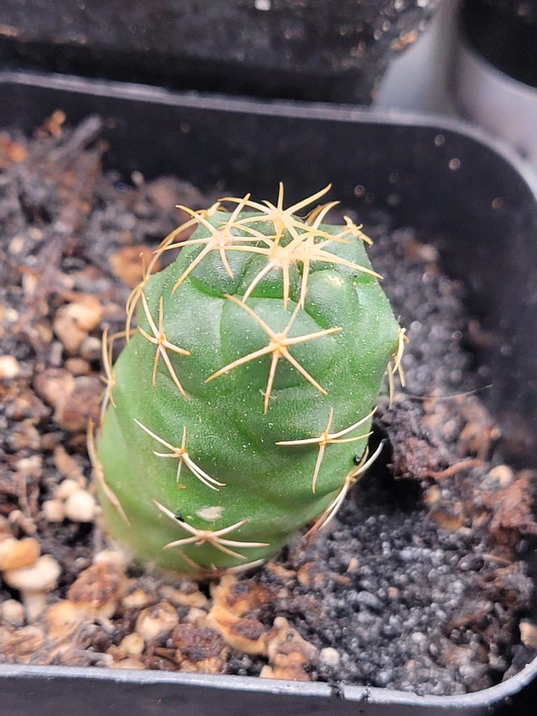 🐘 Coryphantha Elephantidens Cactus - Image 3