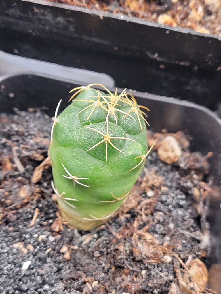 🐘 Coryphantha Elephantidens Cactus - Image 4