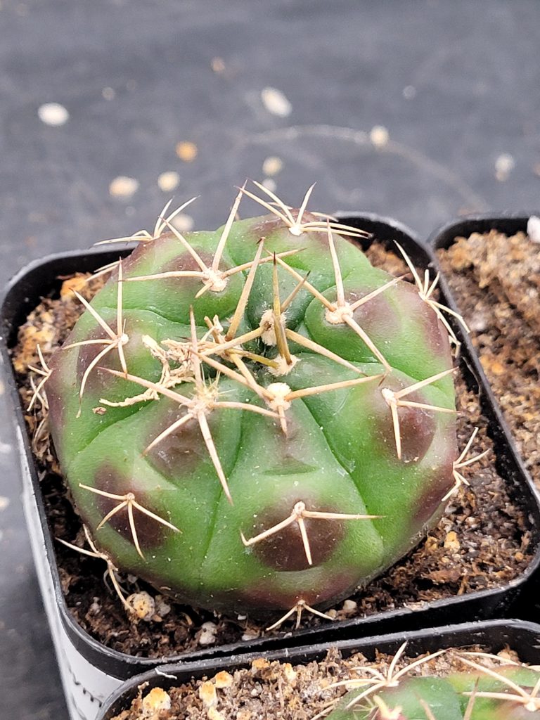 Gymnocalycium Damsii Variegated Cactus - Image 6
