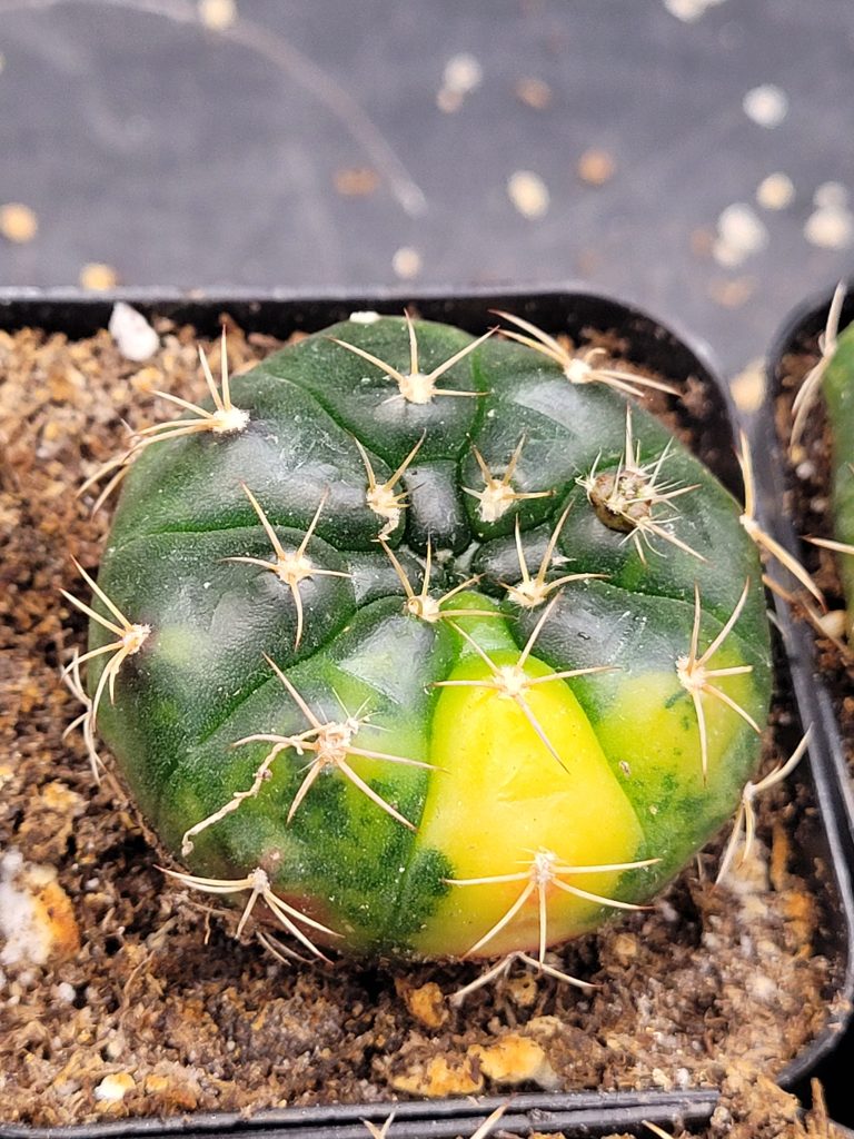Gymnocalycium Damsii Variegated Cactus - Image 2