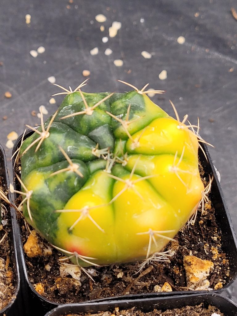 Gymnocalycium Damsii Variegated Cactus - Image 5