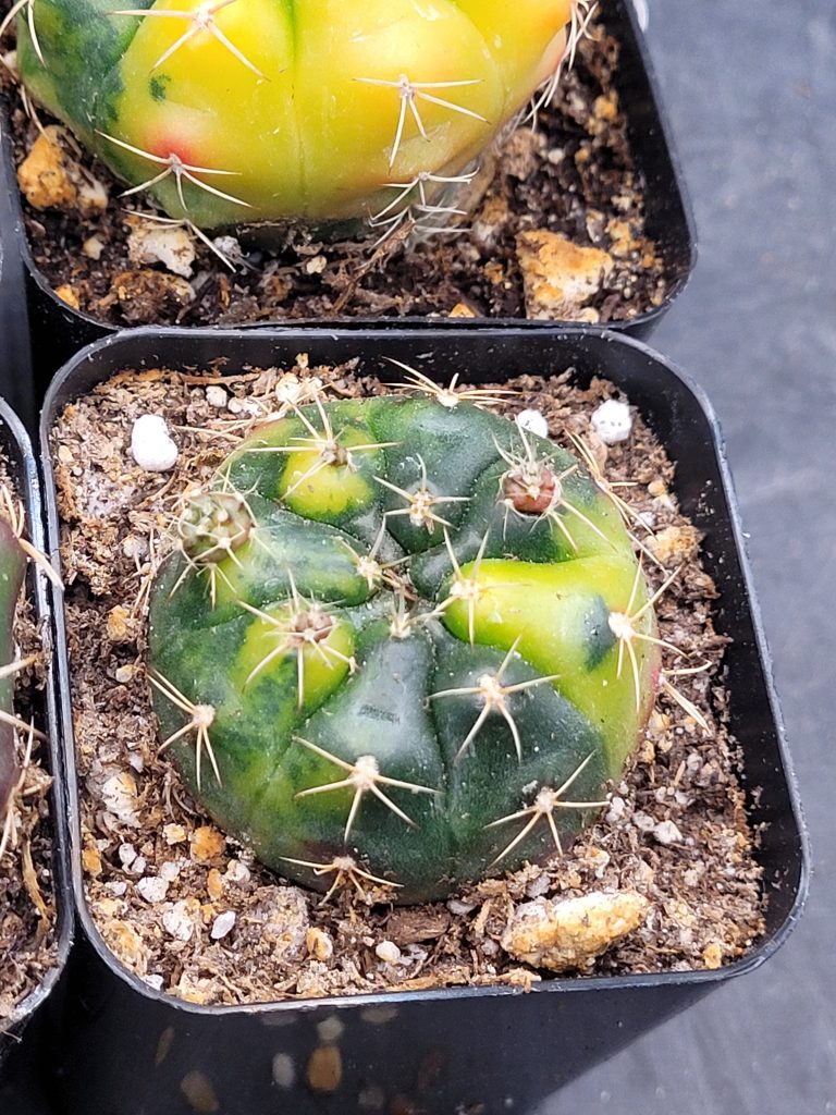 Gymnocalycium Damsii Variegated Cactus - Image 3