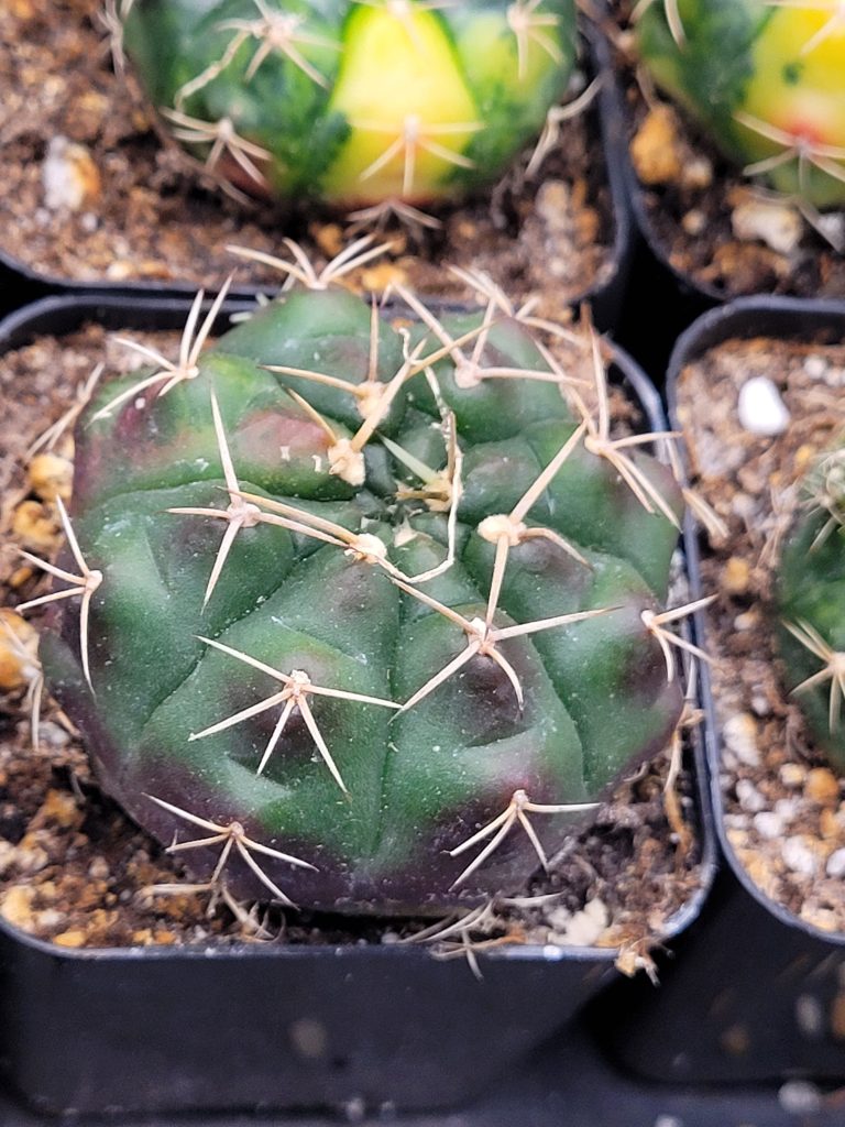 Gymnocalycium Damsii Variegated Cactus - Image 8