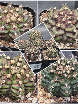 🦖 Gymnocalycium Mihanovichii "TRex" – 2.7" Pot