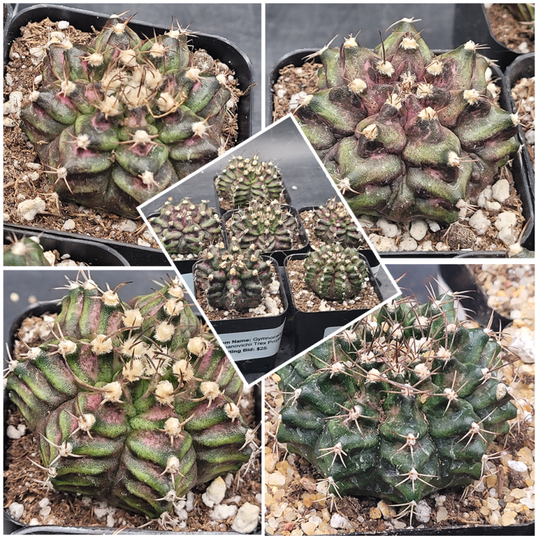 Gymnocalycium Mihanovichii TRex Cactus 2 Inch Pot Size