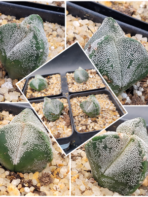 π Astrophytum Myriostigma β 3-Rib Form