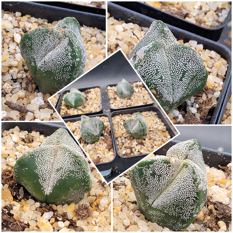 🌟 Astrophytum Myriostigma – 3-Rib Form
