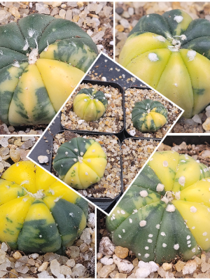 π Astrophytum Asterias (Variegated) β 2" Pot