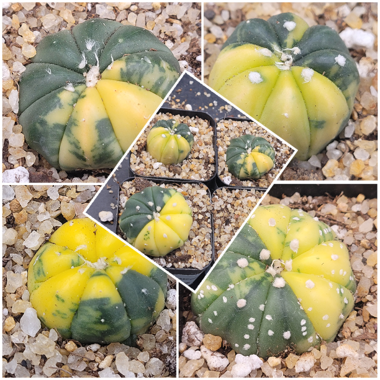 🌟 Astrophytum Asterias (Variegated) – 2" Pot