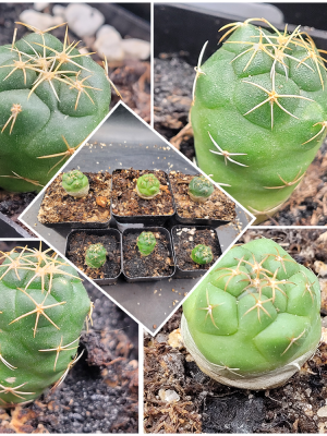 🐘 Coryphantha Elephantidens Cactus