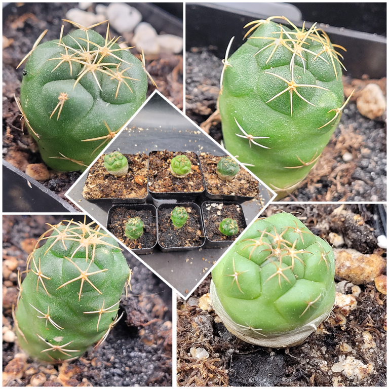 🐘 Coryphantha Elephantidens Cactus
