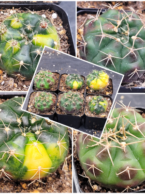 Gymnocalycium Damsii Variegated Cactus