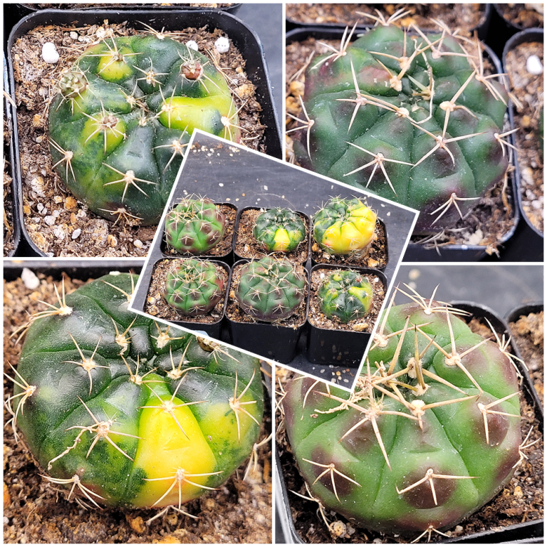Gymnocalycium Damsii Variegated Cactus