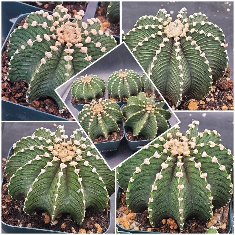 🌵 Gymnocalycium Friedrichii LB2178
