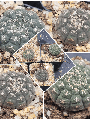 🌵 Gymnocalycium Ragonesi