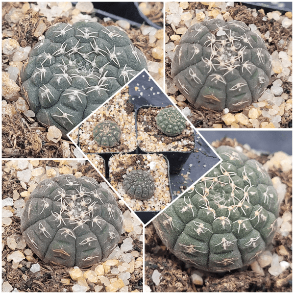 🌵 Gymnocalycium Ragonesi
