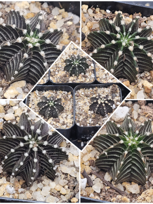 Gymnocalycium Stenopleurum VOS1241