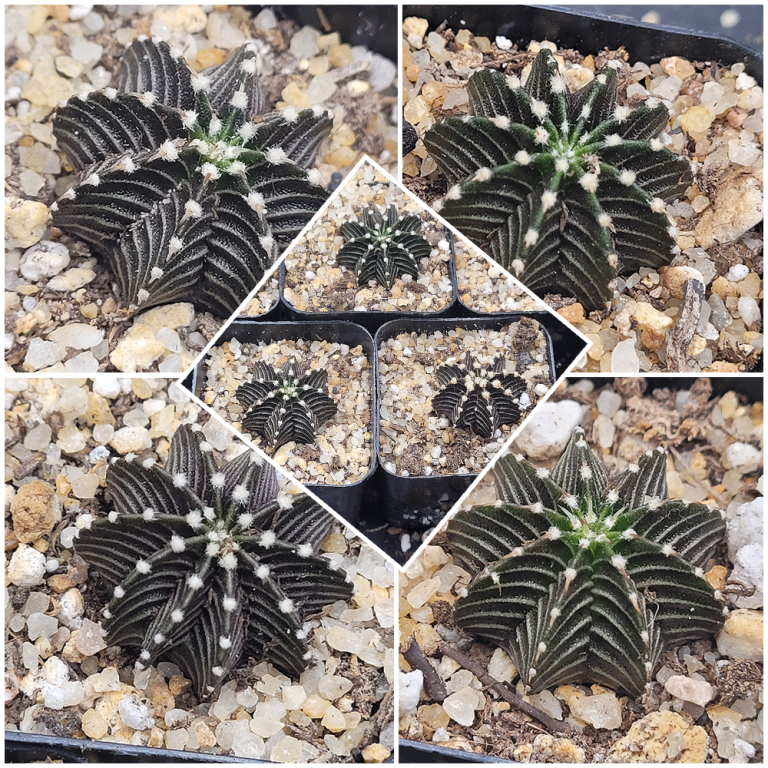 Gymnocalycium Stenopleurum VOS1241