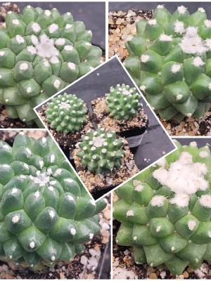 Mammillaria Magnimamma Erusamu Unique Striking Funky Cactus