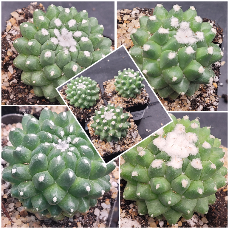 Mammillaria Magnimamma Erusamu Unique Striking Funky Cactus