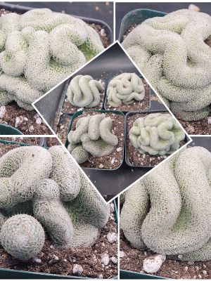 🧠 Mammillaria Microthele Perbella "Brain Cactus"