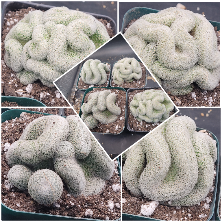🧠 Mammillaria Microthele Perbella "Brain Cactus"