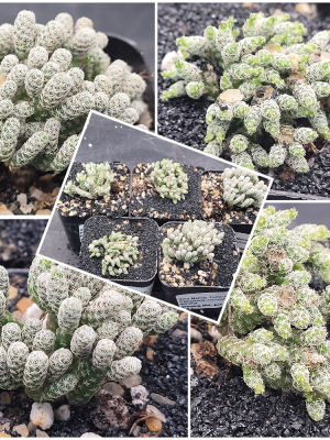 π΅ Turbinicarpus Pseudomacrochele Krainziana Minimus "Minima"