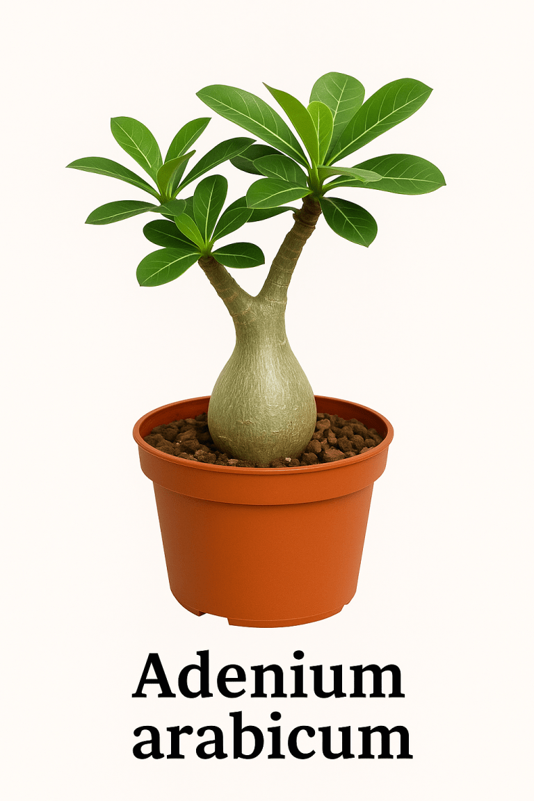 Adenium arabicum Care Guide