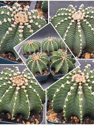 🌵 Gymnocalycium Friedrichii LB2178 Cactus, Rare, Collector, Easy Care, Plant