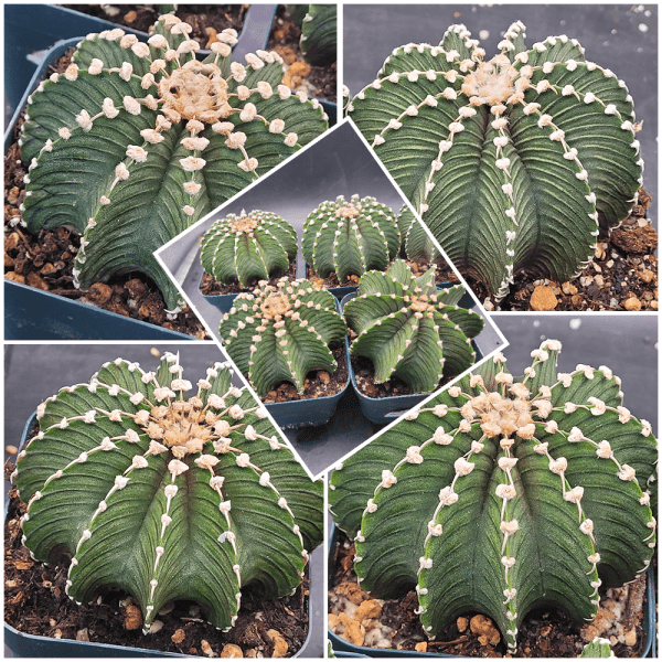 🌵 Gymnocalycium Friedrichii LB2178 Cactus, Rare, Collector, Easy Care, Plant