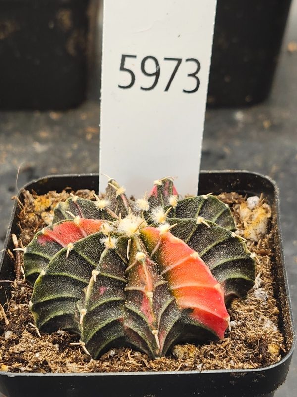 Gymnocalycium Mihanovichii Variegated Cactus mostly brown with orange  #5973 - Image 2
