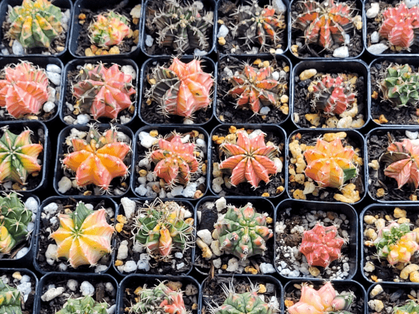 Gymnocalycium Mihanovichii Variegated Cactus Set of 3 Cacti Beautiful Multicolor - Image 9